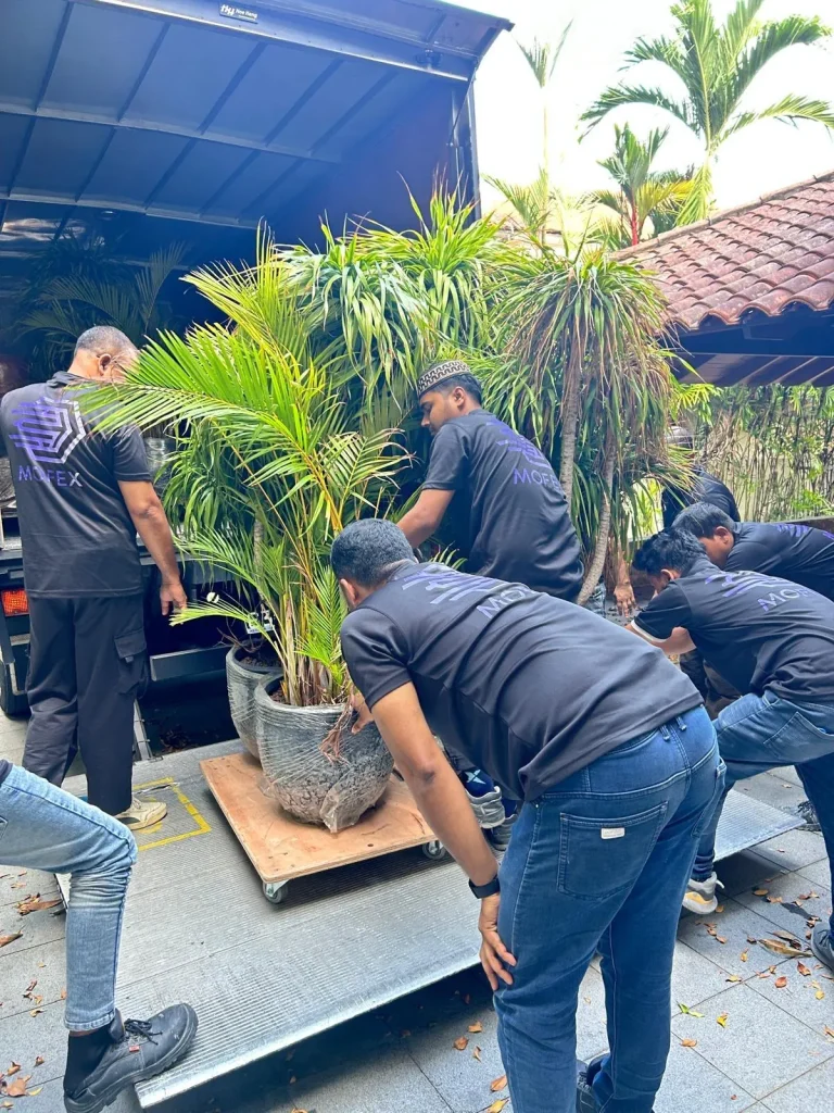 Mofex movers loading a large potted palm onto a lorry tailgate
